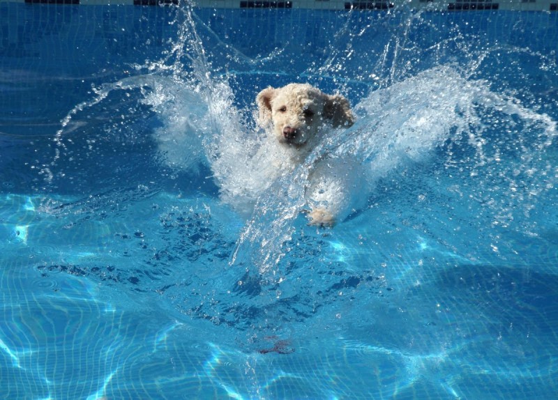 Paws in the Pool - Lynchburg Parks & Recreation