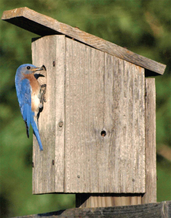 Bluebird Box Setup Lynchburg Parks Recreation